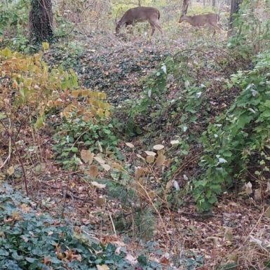 westport-wildlife